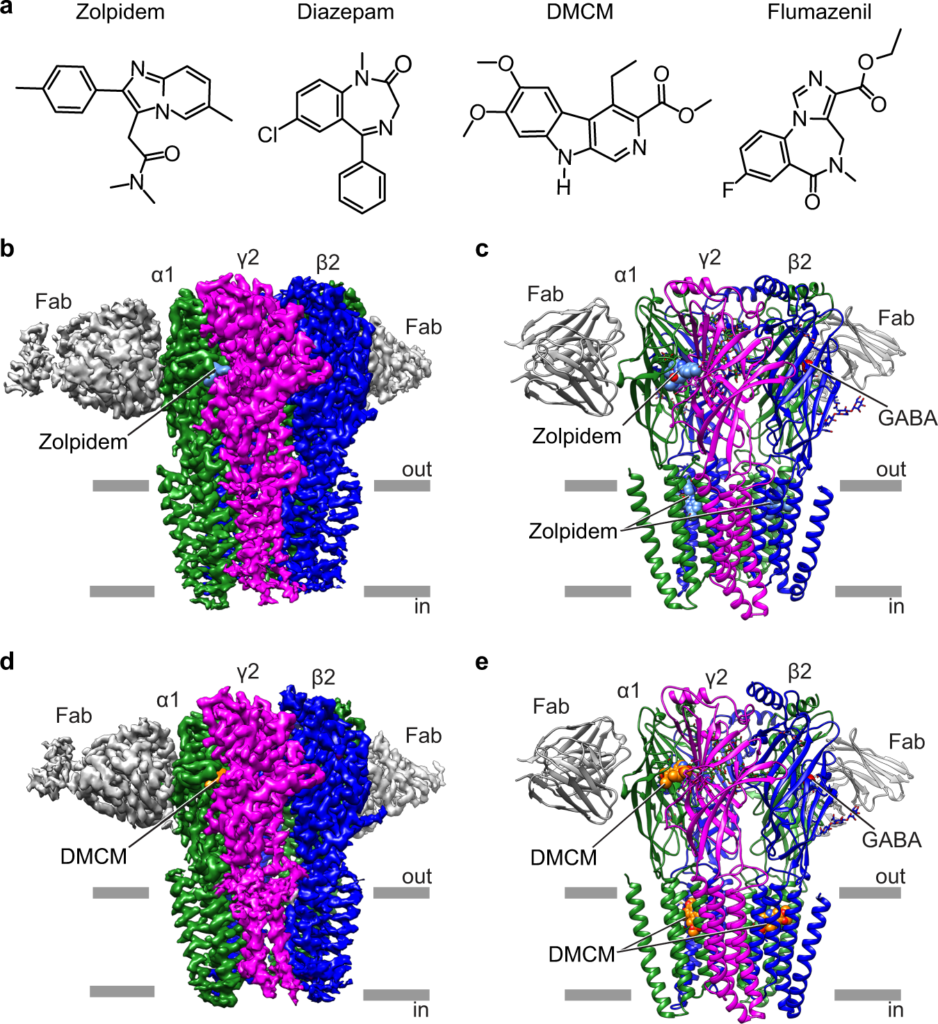 Protein structure used in drug development, specifically for flumazenil, a medication for reversing benzodiazepine effects.