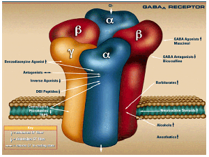 Diagram of a GABA-A receptor embedded in a cell membrane, showing labeled subunits (alpha, beta, gamma) and the binding sites for various drugs such as flumazenil, benzodiazepines, barbiturates, neuroactive steroids, and GABA.